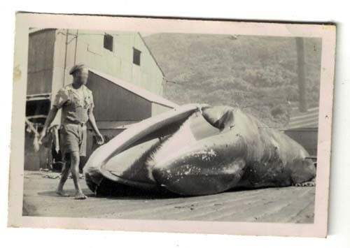 Photo image of whale on African wharf