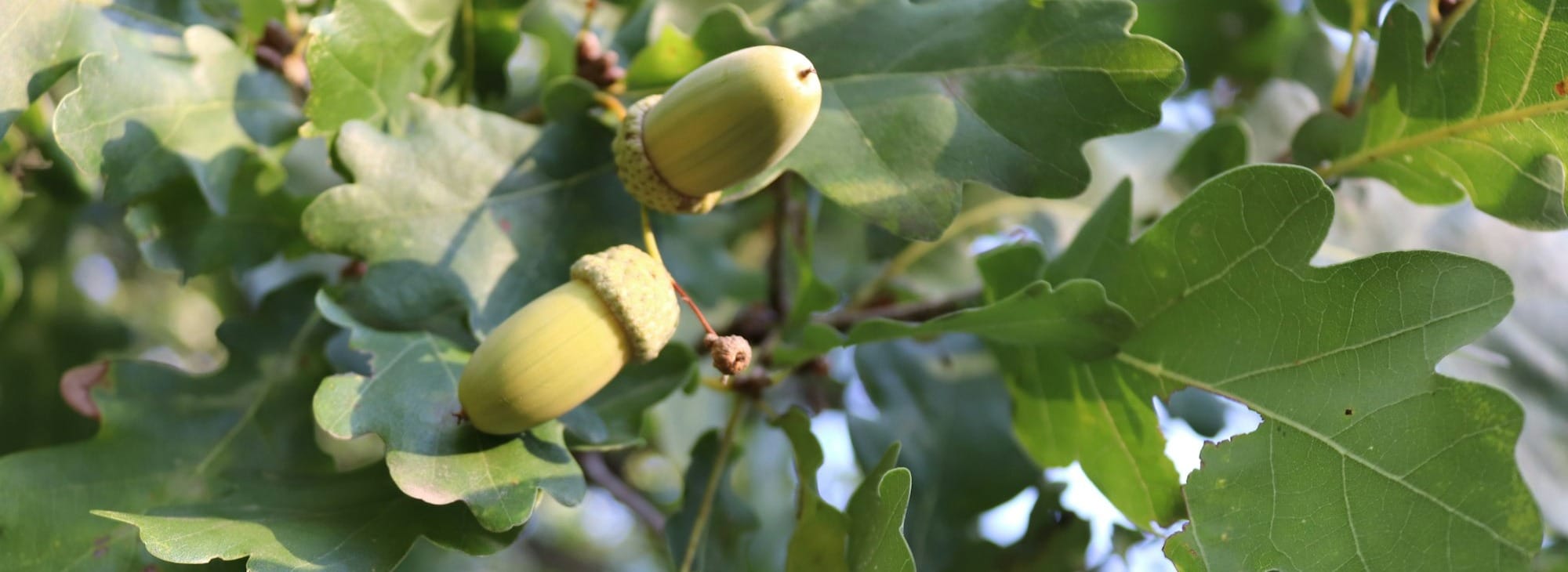 Image of an oak tree, close up of leaves and acorns.