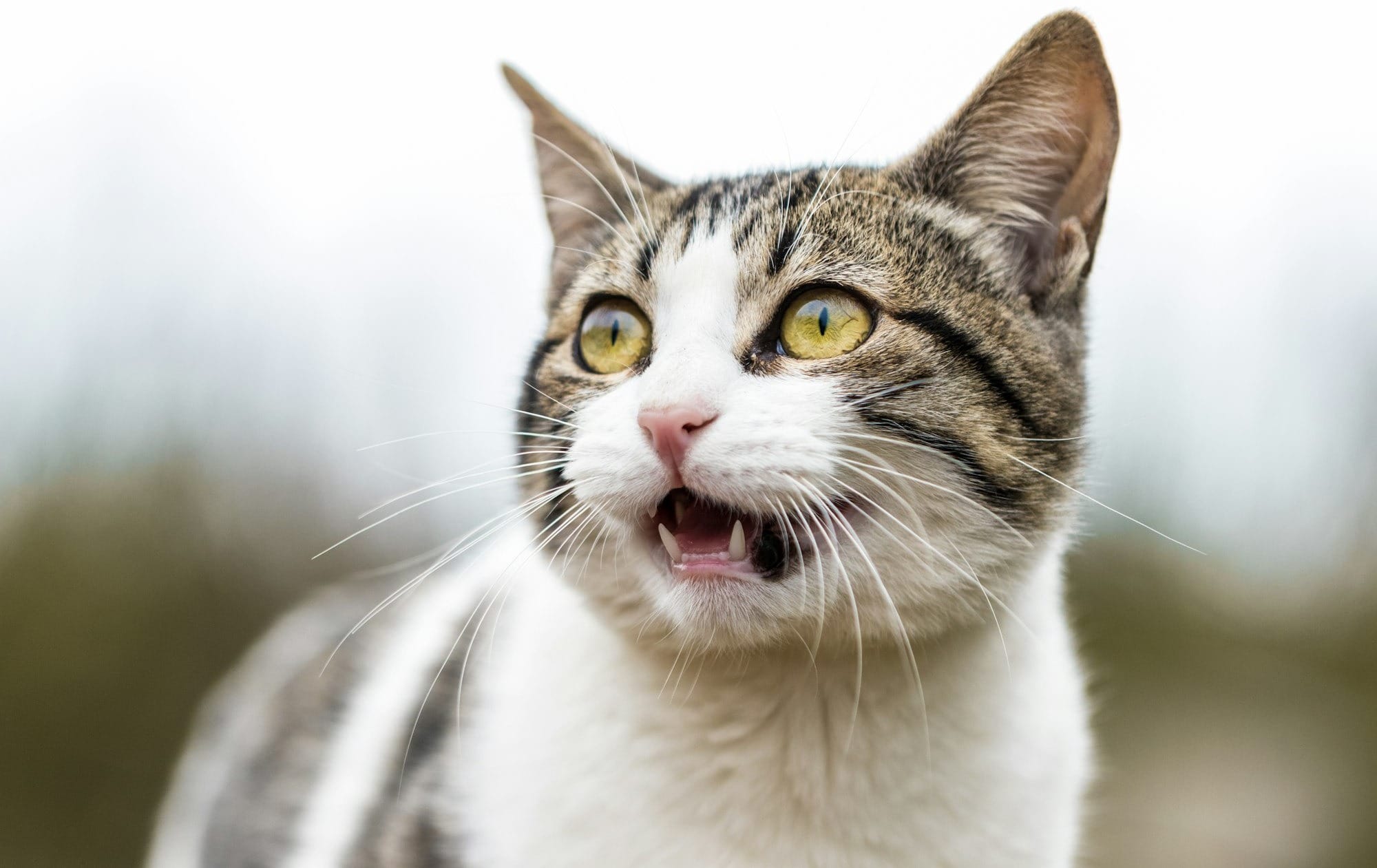 shallow focus photo of white and gray cat