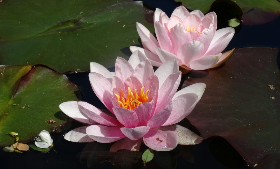 Photo image of water lilies.